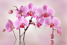 3D обои с рисунком орхидеи Design Studio 3D Цветы ORH-036